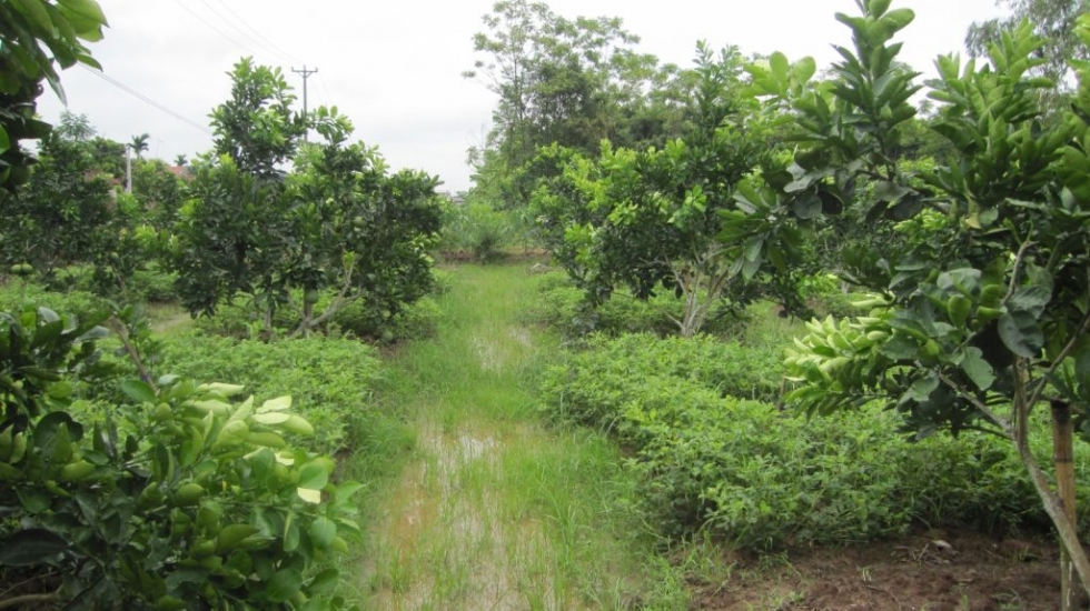 Thủ tục chuyển mục đích sử dụng đất